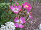 Laura Ashley rose photo