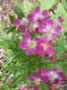Laura Ashley rose photo