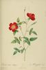 Rosa Indica Stelligera rose photo