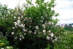 <i>Rosa praelucens</i> Byhouwer rose photo