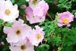 <i>Rosa praelucens</i> Byhouwer rose photo