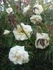 Tonner's Fancy rose photo