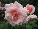 Fairlie Rede rose photo
