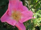 Flying Colours rose photo