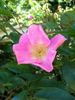 Flying Colours rose photo