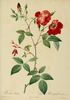 R. indica pannosa rose photo