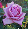 Blue Suede Shoes rose photo