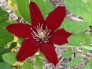 Rebecca clematis photo
