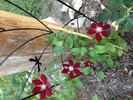 Rebecca clematis photo