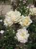 Kootenay rose photo