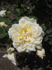 Kootenay rose photo