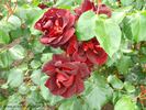 Dark Moments rose photo