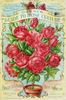 Helen Gould rose photo