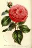 Bernard Palissy rose photo