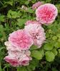 Uetersens Rosenprinzessin rose photo