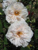 Lady Edgeworth David rose photo