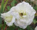 Molly Sharman-Crawford rose photo
