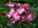 Juanita ® rose photo