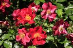 KENtrooper rose photo