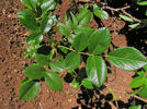 Kilmore Rose rose photo