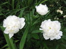 Bridal Gown peony photo
