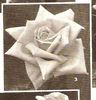 Superb rose photo