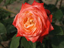 Bal du Soir rose photo