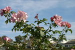 Puanani rose photo