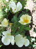 Irish Harmony rose photo