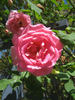 Margaret Turnbull rose photo
