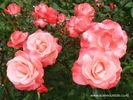 DICcharity rose photo