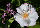 Abigaile ® rose photo