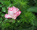 Abigaile ® rose photo