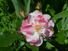 Abigaile ® rose photo