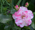 Abigaile ® rose photo