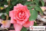 Angels Mateu rose photo