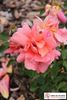 Angels Mateu rose photo