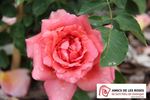 Angels Mateu rose photo