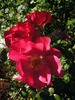 2010-OPW rose photo