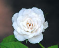 Violet Mist rose photo