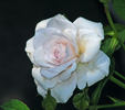 Violet Mist rose photo