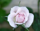 Violet Mist rose photo