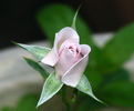 Violet Mist rose photo