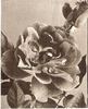 Charles K. Douglas rose photo