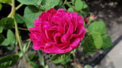 Nanette rose photo