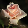 Nicolette rose photo