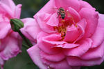 Viking Queen rose photo