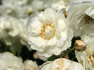White Quill rose photo