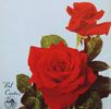 Bel Canto rose photo