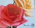 Francita rose photo